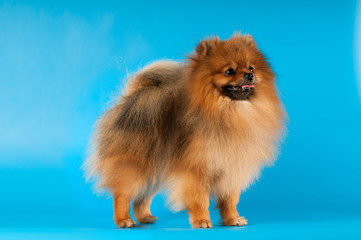 Pomeranian spitz portrait at studio