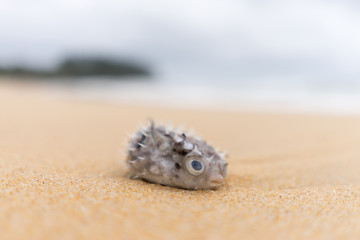 The death Puffer fish on the pang-nga beach, Thailand © Voratham Yuangngoen