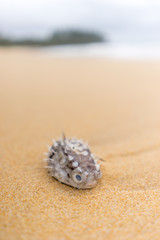 The death Puffer fish on the pang-nga beach, Thailand