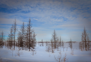 Winter landscape