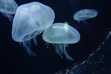 Moon Jellyfishes