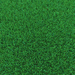 Kentucky Bluegrass Grass on white. 3D illustration - 145928063