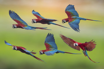 Red and green macaw flying 