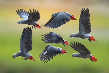 Bird, African grey parrot flying on green background