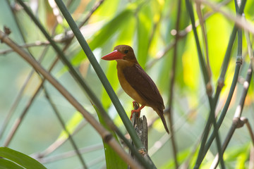 Ruddy kingfisher , Red bird