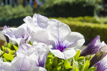 Fiori