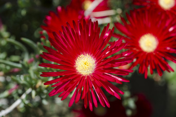 Fiori