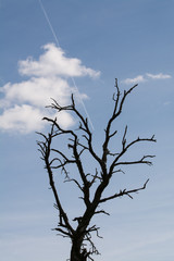 toter baum