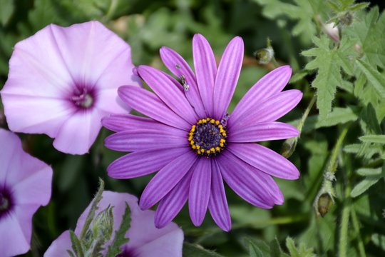 Details of wild purple daisies and other flower with green leaves