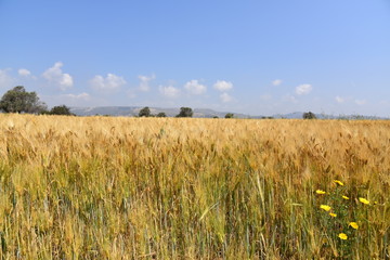 field with yellow wheat 