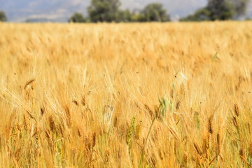 yellow wheat in spring in Cyprus 