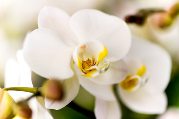 Naklejka na ściany i meble White Orchid