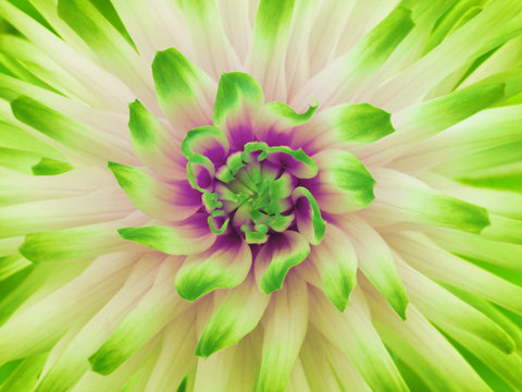 Dahlia  flower  white-green-pink. Petals colored rays. Closeup.  Beautiful dahlia  in bloom  for design. Nature.