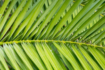 Background with palm leaves
