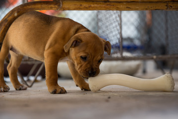 Staffordshire Terrier puppy discovering a bone