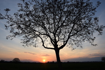 Plakat Baum bei Sonnenuntergang