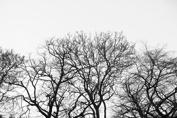 Tree silhouettes
