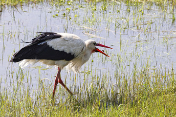 Weißstorch 2 / STorch, aufgenommen im Amt Neuhaus (Landkreis Lüneburg, Niedersachsen, Deutschland), am 9. April 2017.