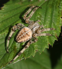 Female European Garden Spider or Cross Orbweaver Spider (Araneus diadematus) on a leaf