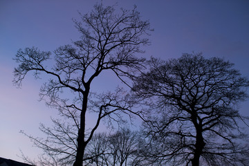 Fototapeta na wymiar Tree silhouettes