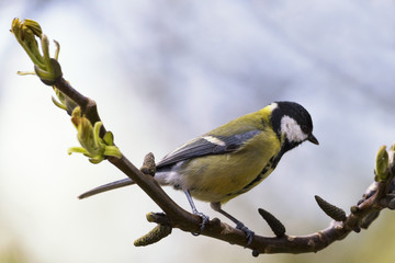 Kohlmeise, aufgenommen in Dannenberg (Landkreis Lüchow-Dannenberg, Niedersachsen), am 13. April 2017.