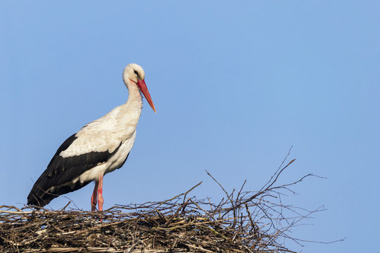 Wei&szlig;storch 3 / STorch, aufgenommen im Amt Neuhaus (Landkreis L&uuml;neburg, Niedersachsen, Deutschland), am 9. April 2017.