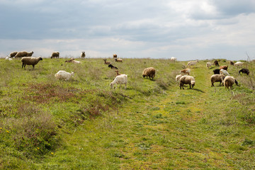 Obraz premium Herd of sheep and goats grazing