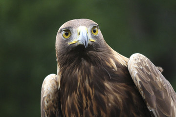 Golden Eagle close up staring to middle distance