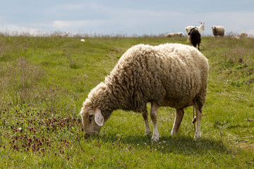 Naklejka premium Sheep grazing on a green meadow