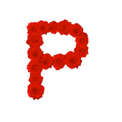 The letter P, in the Alphabet bloom red roses illustration set isolated on white background, vector eps10