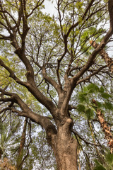 Fototapeta premium Tree with big branches