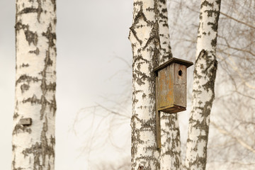 Birdhouse on a birch tree against the backdrop of a dramatic sky