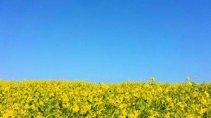 Obraz premium Rape flowers