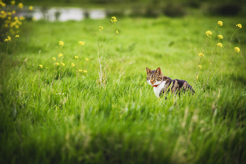 cat