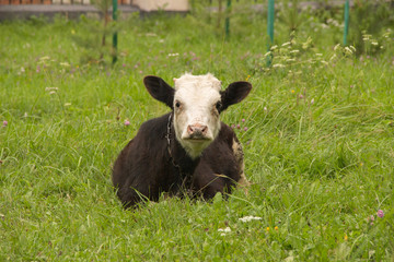 A brown cow with a chain around his neck lies in the green grass on a meadow in summer