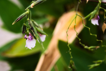 seed and flower closeup