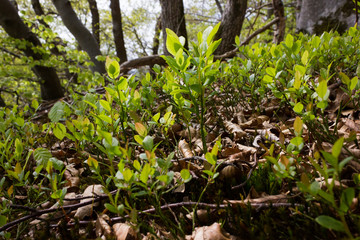 landscape spring fresh leafs flowers