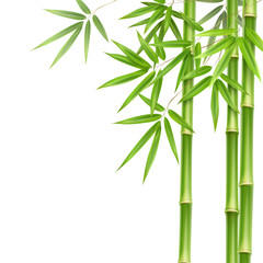 Fototapeta na wymiar Green bamboo stems