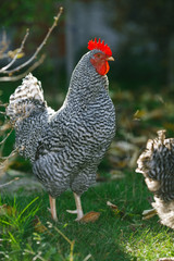 Rooster in the autumn garden. On a dark blurred background.