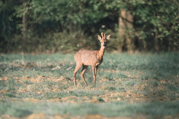 Roe deer buck with bark antlers in meadow.