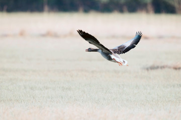 Greylag goose taking off in field.