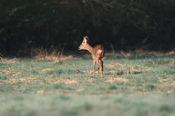 Alert grazing roe deer buck standing in morning sunlight.