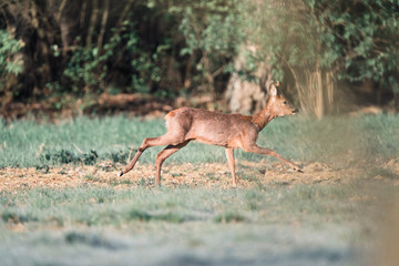 Roe deer buck with bark antlers running in field.