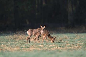 Naklejka na ściany i meble Two alert roe deer in meadow lit by morning sunlight.