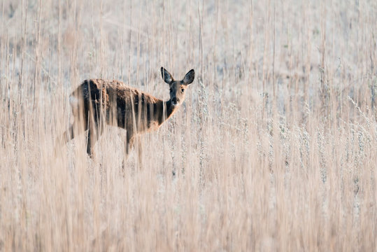 Alert roe deer doe standing between tall reed.