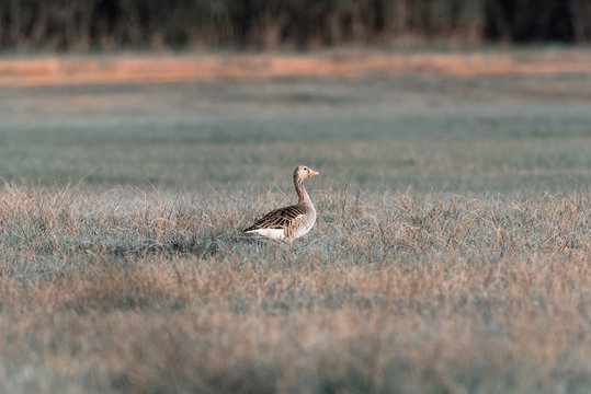 Greylag goose standing in field in morning sunlight.