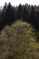 landscape spring fresh leafs flowers
