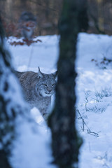 Europäischer Luchs im Schnee