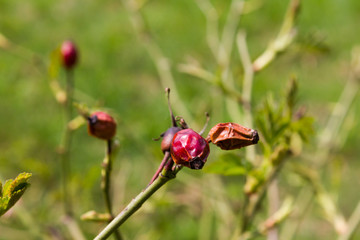 landscape spring fresh leafs flowers