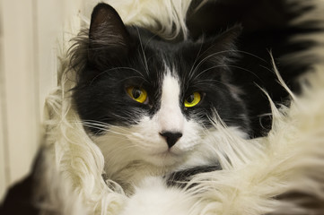 Bat, il gatto italiano